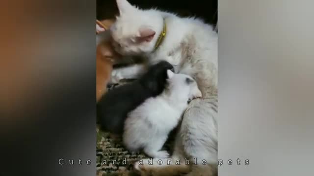 Cute Newborn Kittens Baby Cat Videos 2021 Cute And Adorable Pets