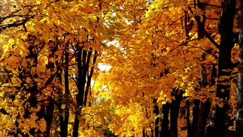 # # foryou # theleaves # beauty # yellow # scenery