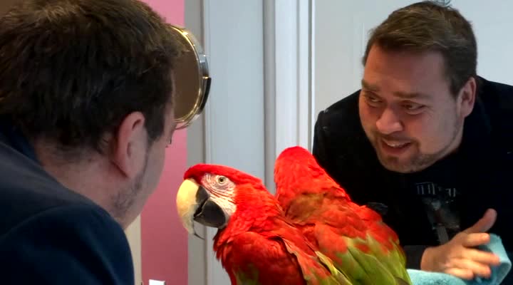 Parrot and owner in the mirror