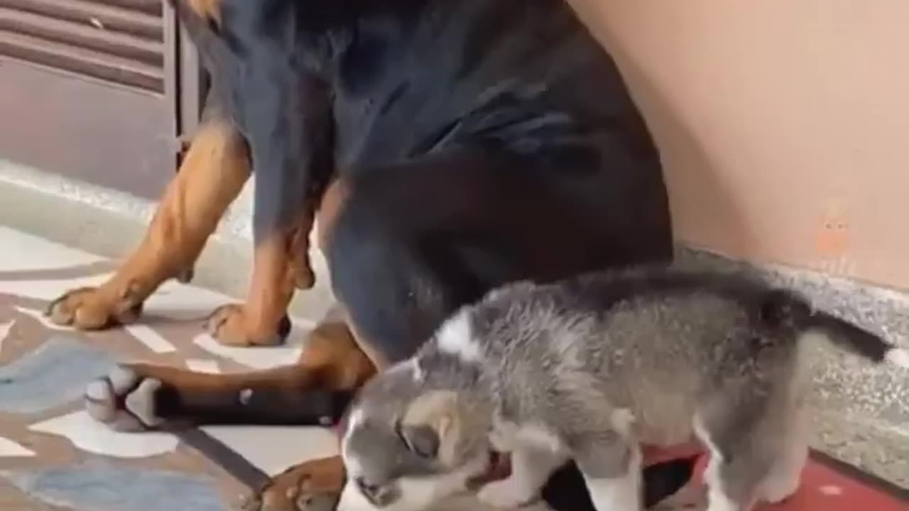 Funny animals moments