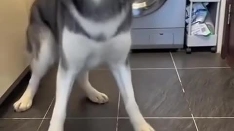 TRY NOT TO LAUGH 😆 Best Funny Videos Compilation 😂😁😆