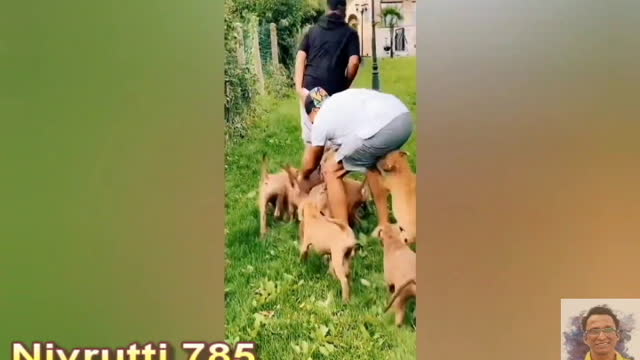 ##Try Not To Laugh !!! Very Very Funny Dogs Video 😺😺😺😺