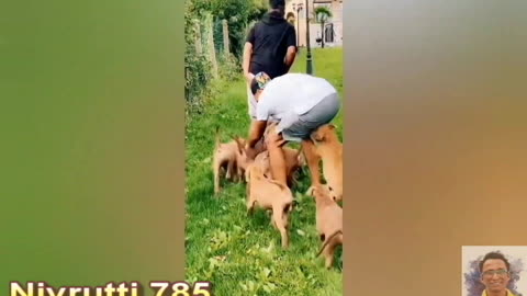 ##Try Not To Laugh !!! Very Very Funny Dogs Video 😺😺😺😺