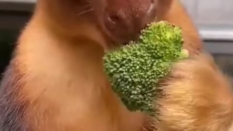 Strange animals wow😱😱
