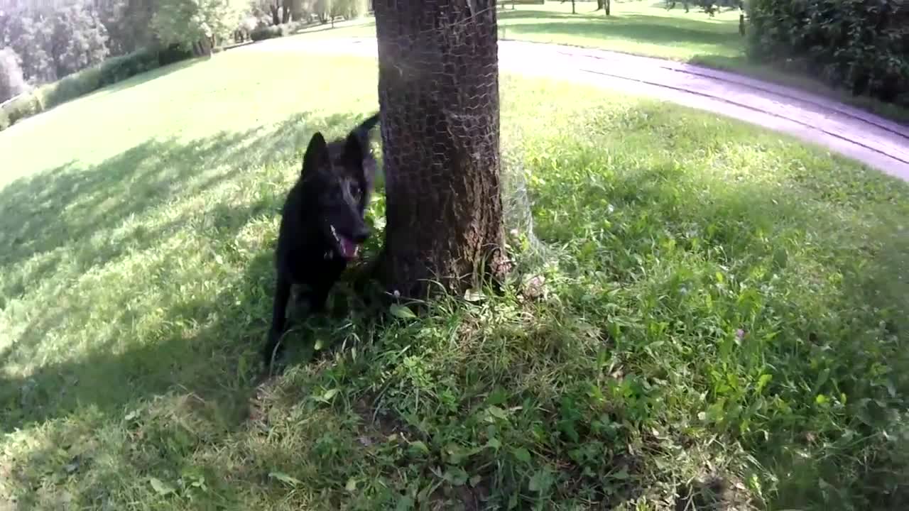 Haru [8 months] Belgian Shepherd Groenendael