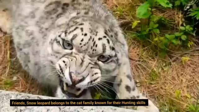 Snow Leopard Vs Tibetan Mastiff Deadly Breeds In the World!!