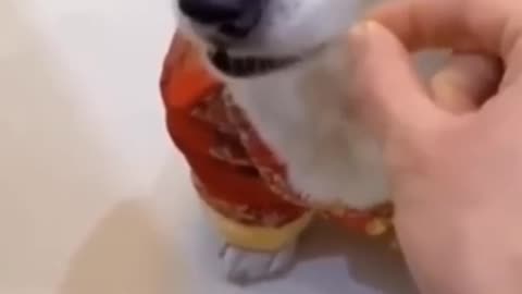 Funny dog video 🤣🤣