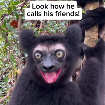 Animal videos pet videos Funny trending video