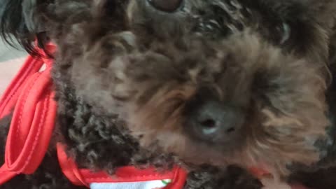 puppy