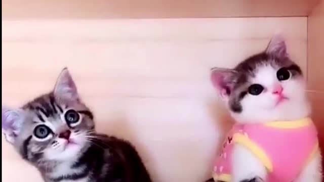 Funny cats compilation | try not laugh 😂 | funny cats videos | funny animals | proo07