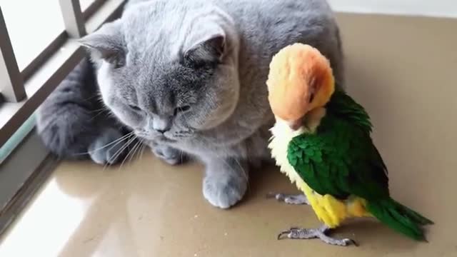 Smart Parrotts are playing in front of Beautiful Cats