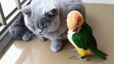 Smart Parrotts are playing in front of Beautiful Cats