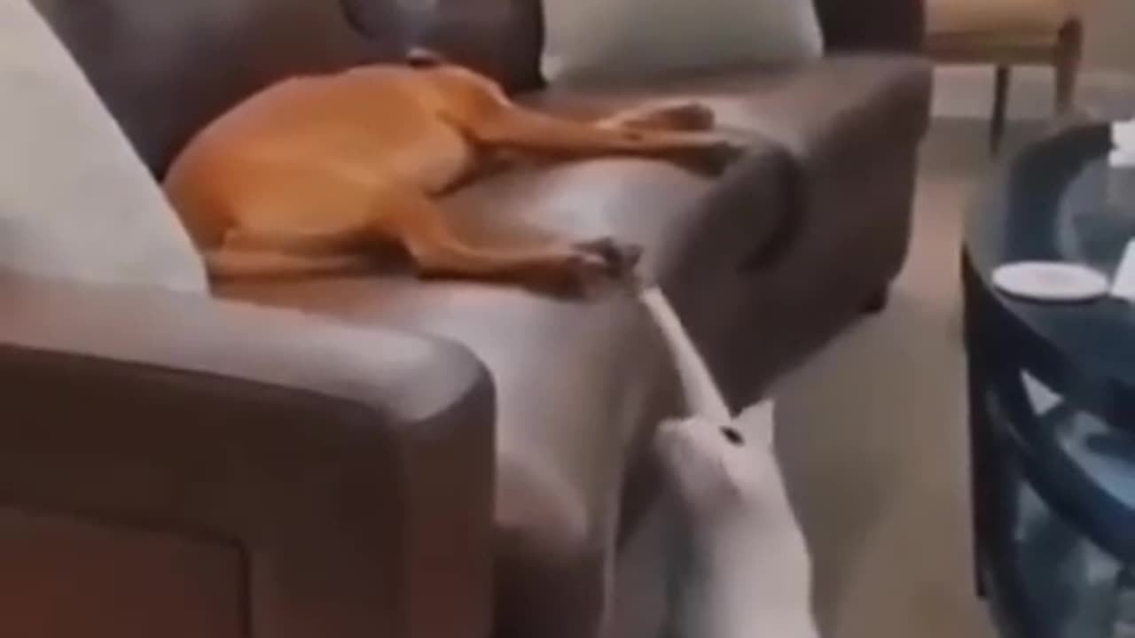 Funny dogs and cat 🤣😎