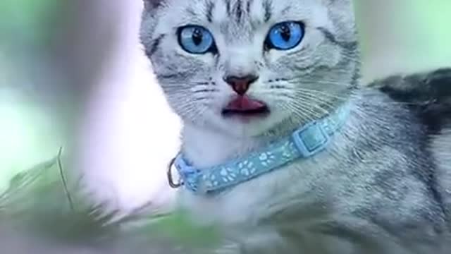 Funny cat #short