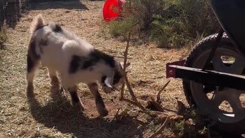 Goat Antics: Nigerian Dwarf Baby Goat Enjoys Branch Head Rub 🐐😂