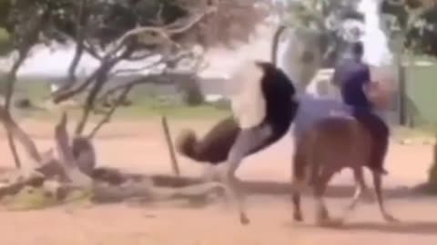 Funny animals 😺🤣