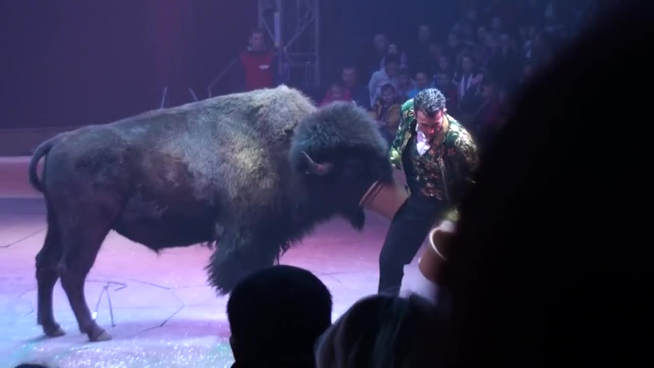 Circus. The show of different animals. Bisons, kangaroos, ostriches & giraffe