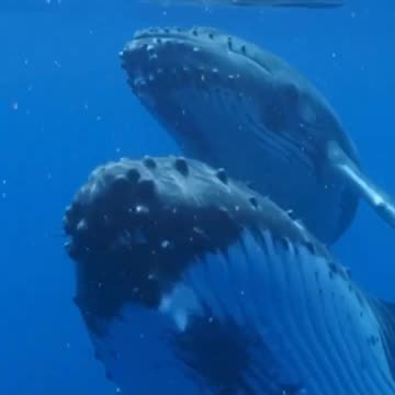 Whales Singing