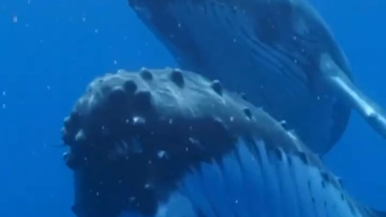 Whales Singing