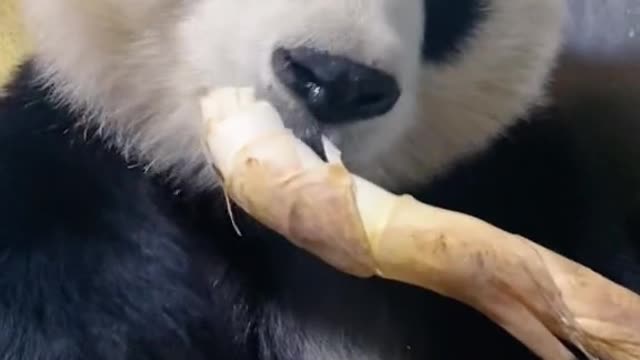 The giant panda