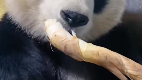 The giant panda