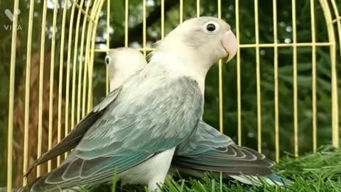 Love Birds Ring Variety#lovebirdsfarming #birds