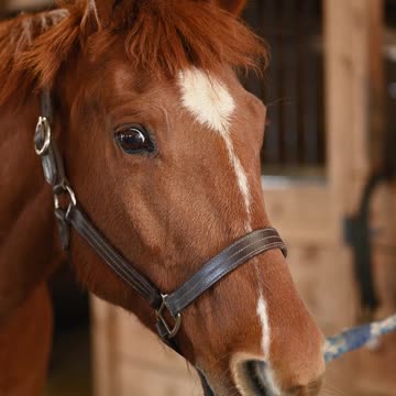 A Close Up of a Horse