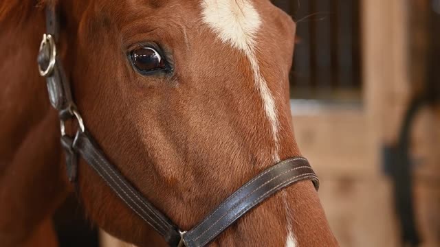 A Close Up of a Horse