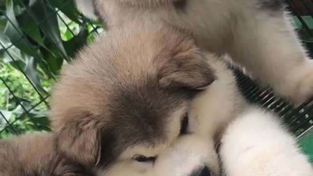 Alaskan malamute a proud prince