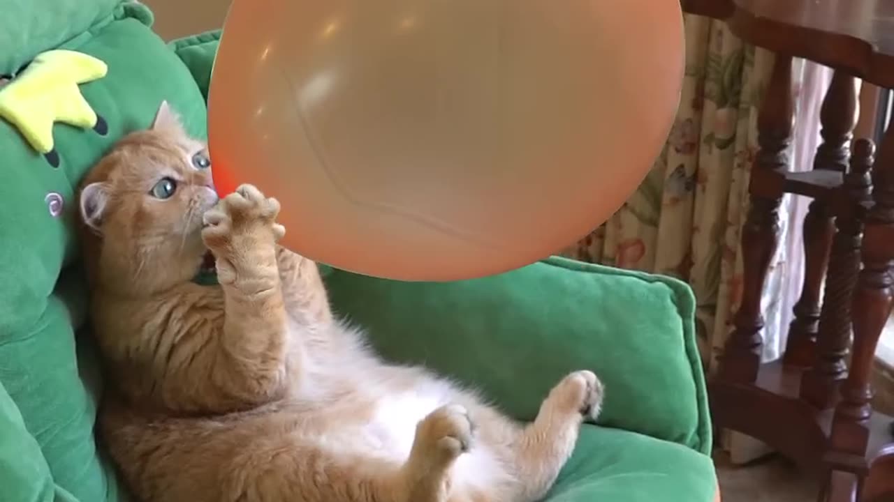 Finance#New Funny Videos 2023 Dogs Part 2