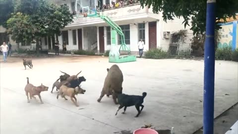 A wild boar suddenly came to the village and attracted many dogs