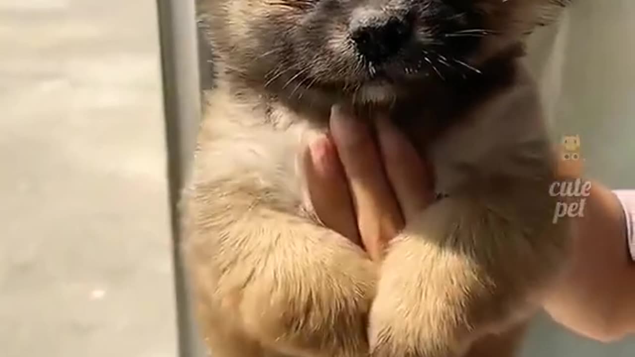 Funny Animal Videos 2023 π - Funniest Cats And Dogs Video πΊπ