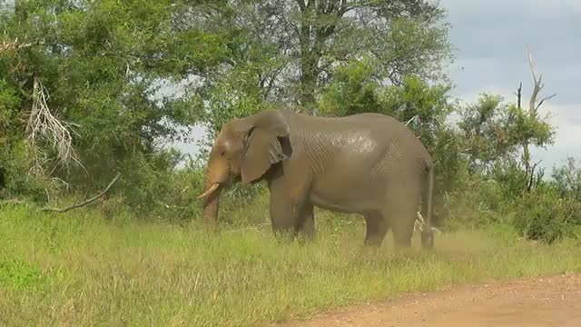 SOUTH AFRICA elephant's relief (pipi and caca), Kruger nat. park (hd-video)_Cut