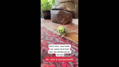 Funny parrot compilation