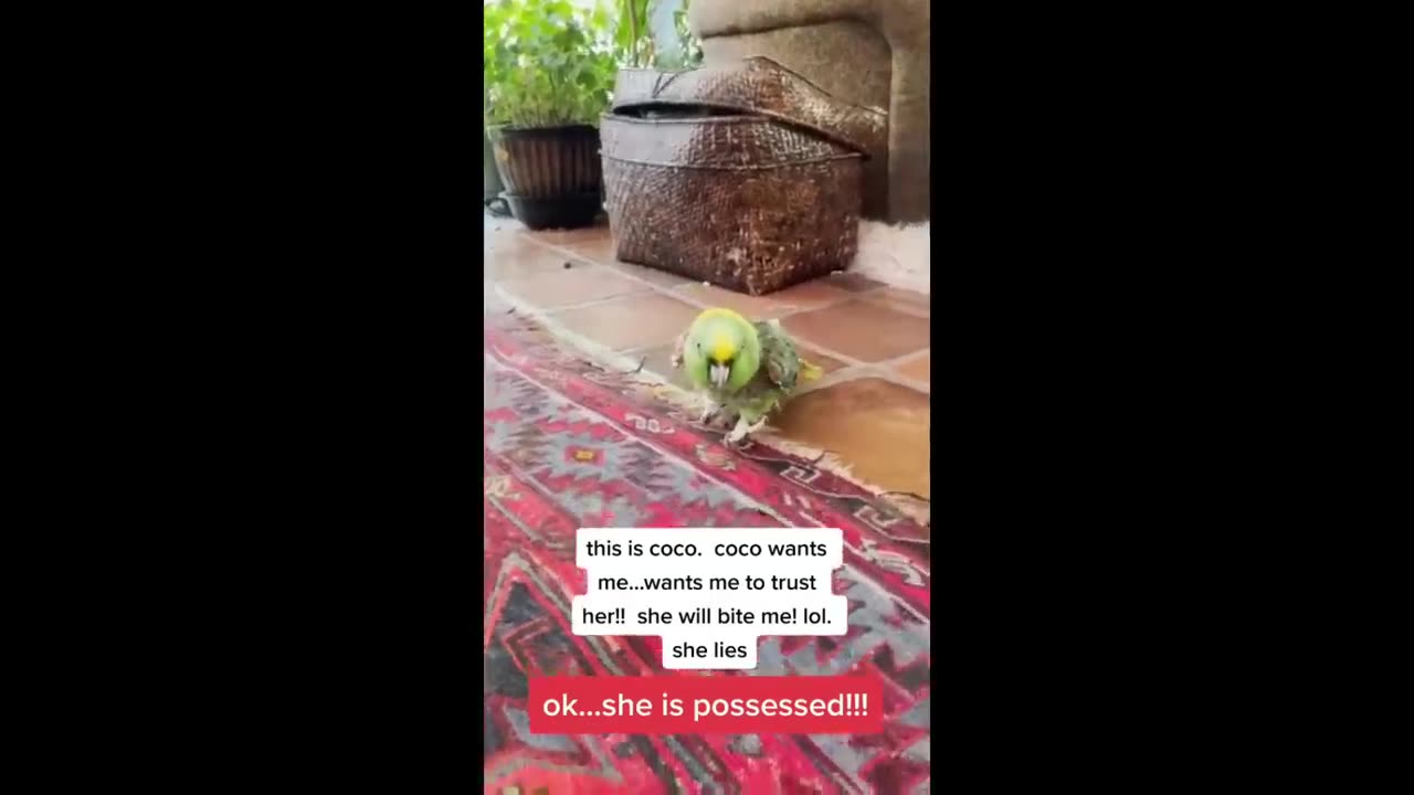 Funny parrot compilation