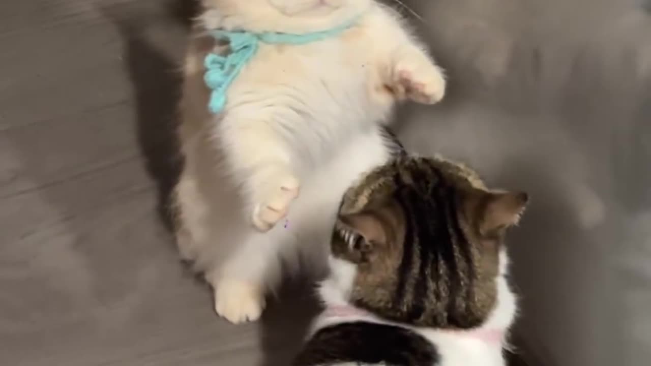 Cat fighting