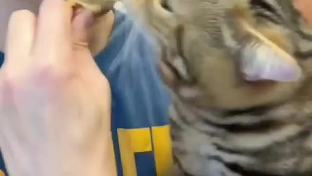 Cats pull chicken out of Max's mouth like dogs