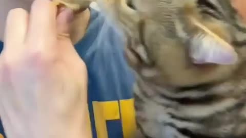 Cats pull chicken out of Max's mouth like dogs