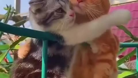 Funny cat videos