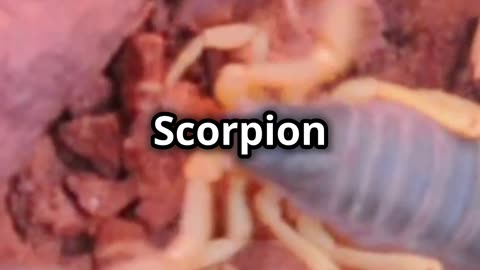 🦂 Arizona Bark Scorpion North America’s Most Dangerous Scorpion!