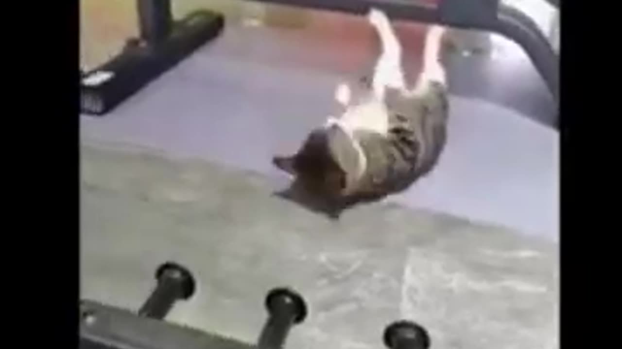 Cat and Dog funny video