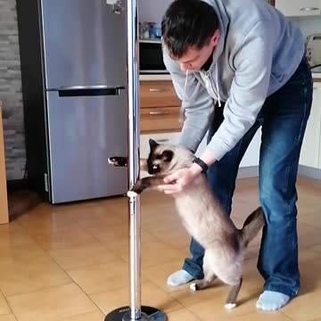 Cat learning how to pole dance