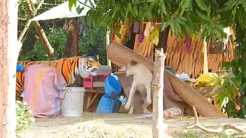 Troll Prank Dog & fake Lion and Fake