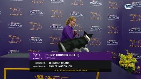 P!nk the border collie wins back-to-back titles