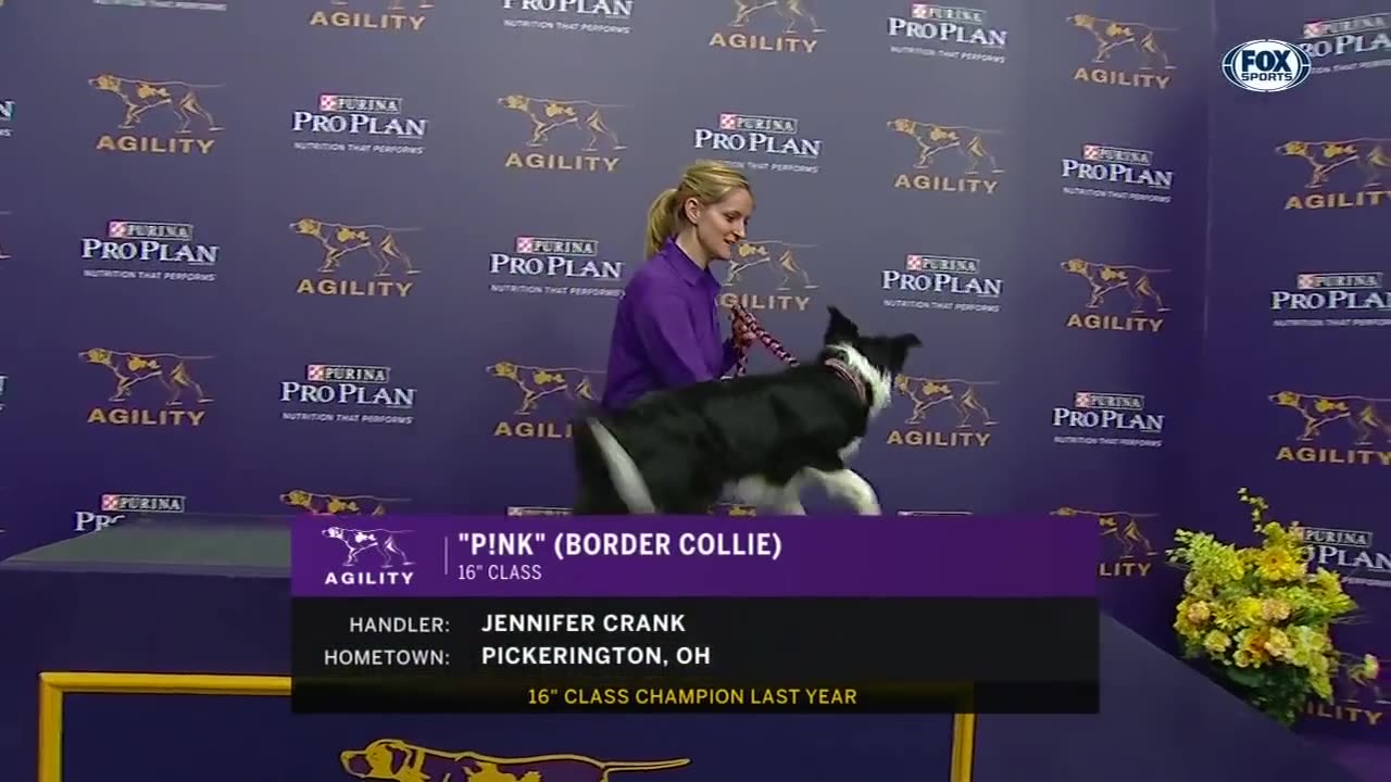 P!nk the border collie wins back-to-back titles