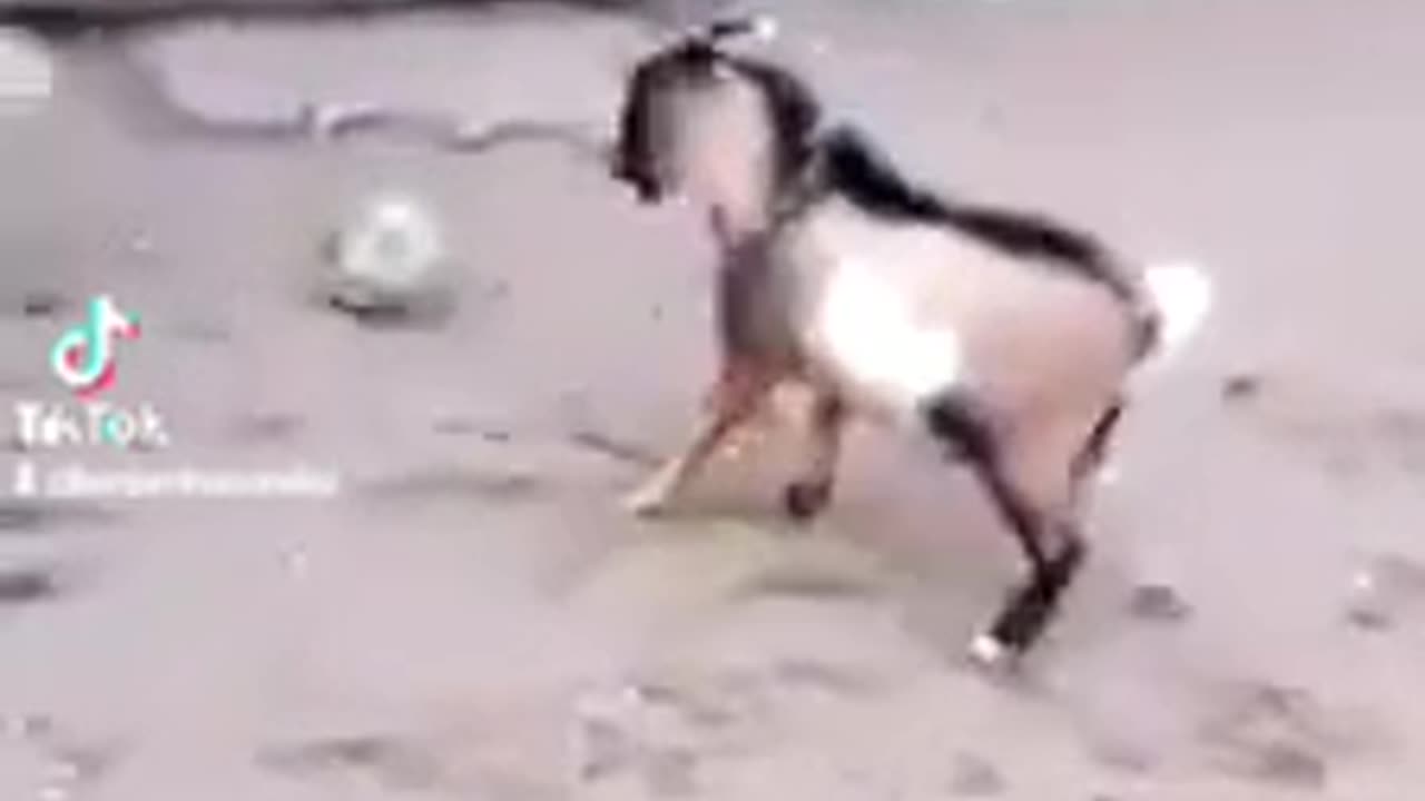 Sheep volley skills