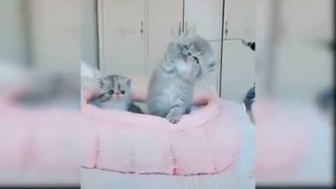 Funny cat