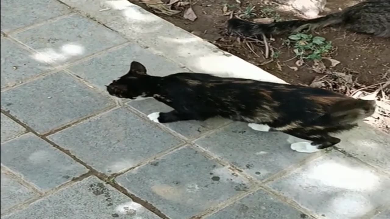 cute and beautiful cats are eating food