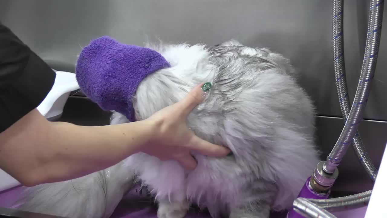 Are cats or dogs easier to groom Gorgeous