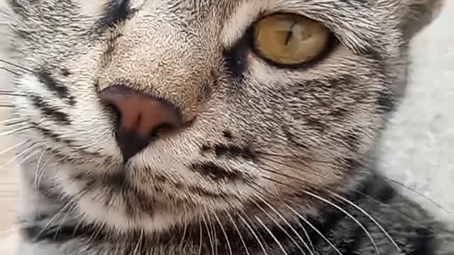 Cat video 2021